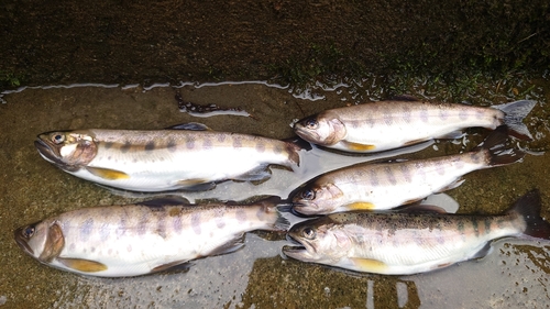 ヤマメの釣果