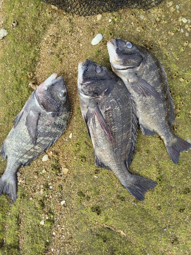 チヌの釣果