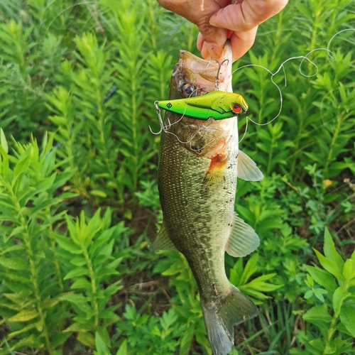 ブラックバスの釣果