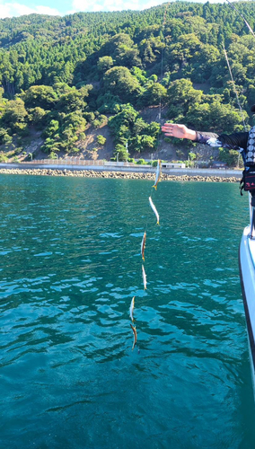 カマスの釣果