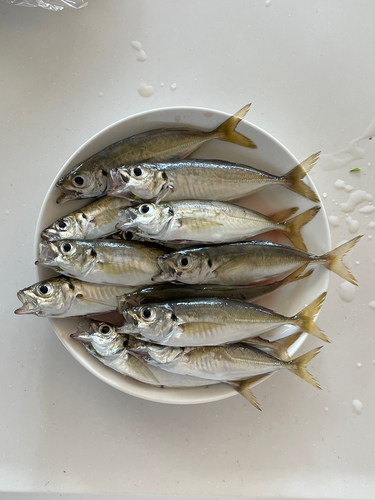 アジの釣果