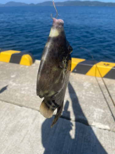 カワハギの釣果