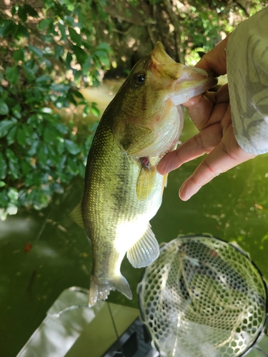 ラージマウスバスの釣果