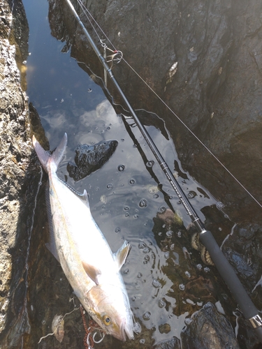 カンパチの釣果