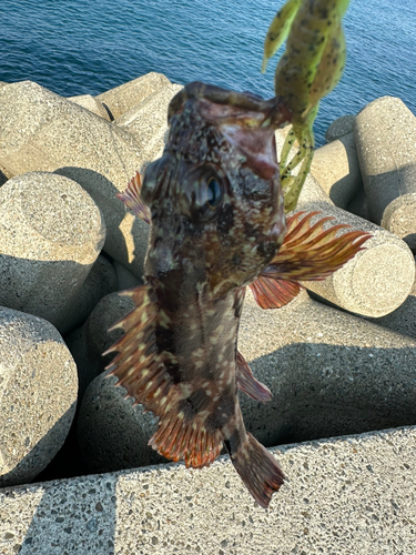 カサゴの釣果