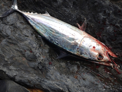 カツオの釣果