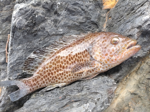 オオモンハタの釣果