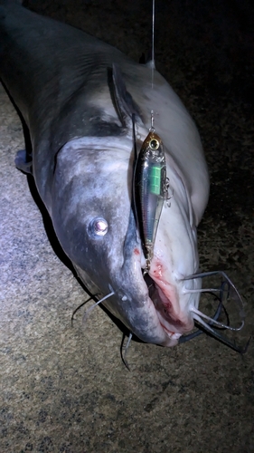 アメリカナマズの釣果