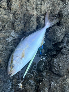 カンパチの釣果