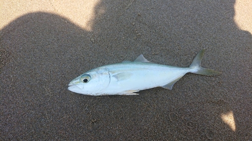 コゾクラの釣果