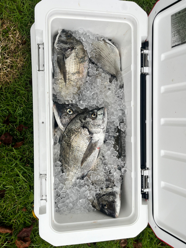 チヌの釣果