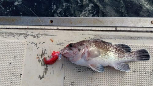 キツネメバルの釣果