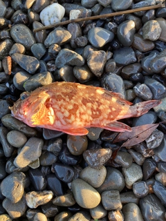 カワハギの釣果