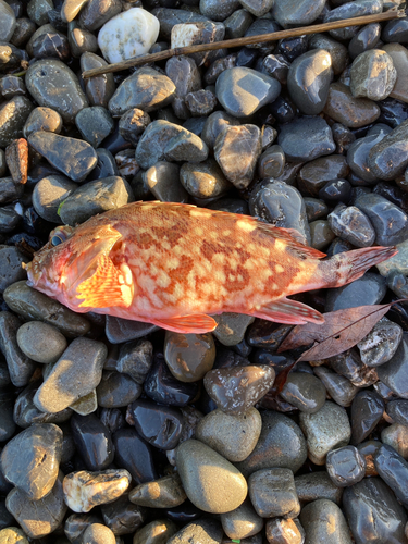 カワハギの釣果