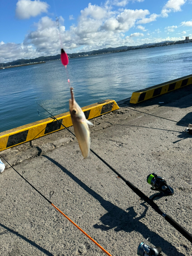 キスの釣果