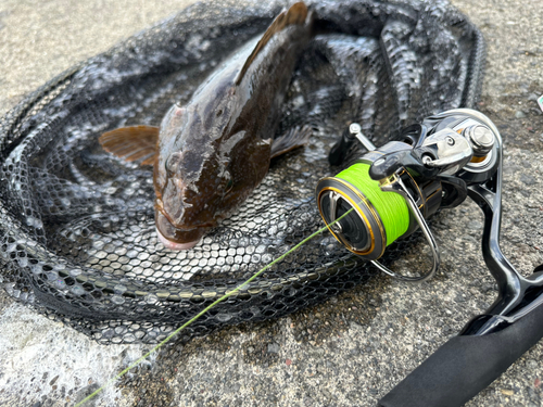 アブラコの釣果