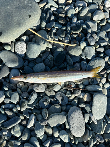 カマスの釣果