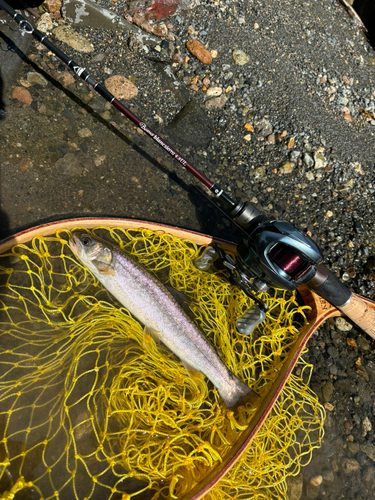 アメマスの釣果