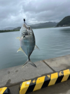 メッキの釣果