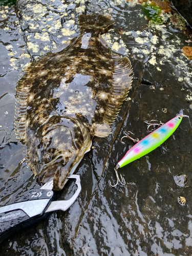 ヒラメの釣果