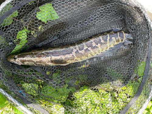 ライギョの釣果