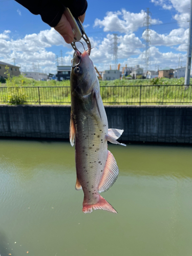 アメリカナマズの釣果