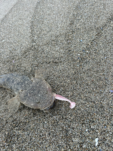 マゴチの釣果