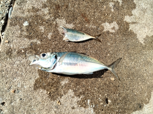 マアジの釣果