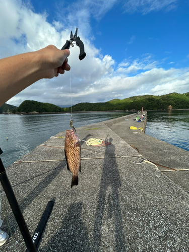 オオモンハタの釣果