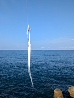 ダツの釣果