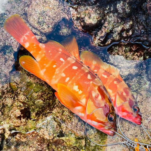 アカハタの釣果