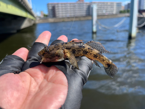 ウロハゼの釣果