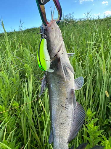 アメリカンキャットフィッシュの釣果