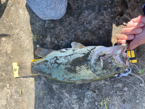 ブラックバスの釣果