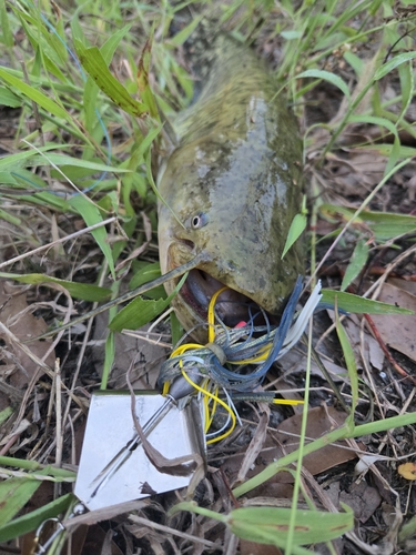 ナマズの釣果