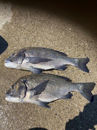 クロダイの釣果