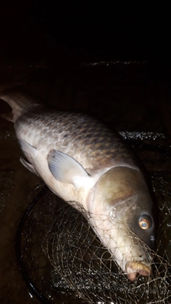 コイの釣果