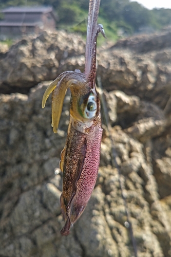 アオリイカの釣果