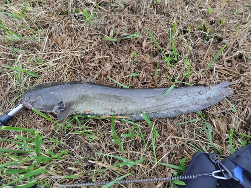 ナマズの釣果