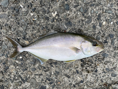 ショゴの釣果