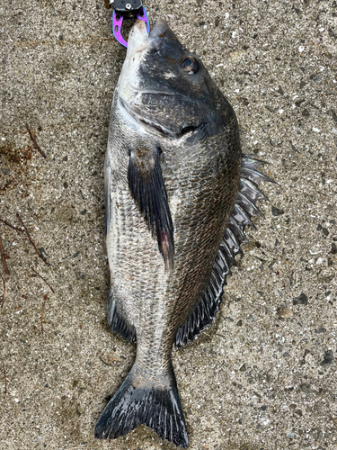 クロダイの釣果