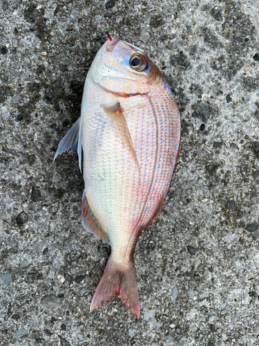 チダイの釣果