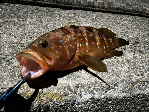 アコウの釣果