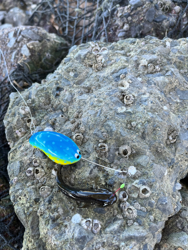 マハゼの釣果