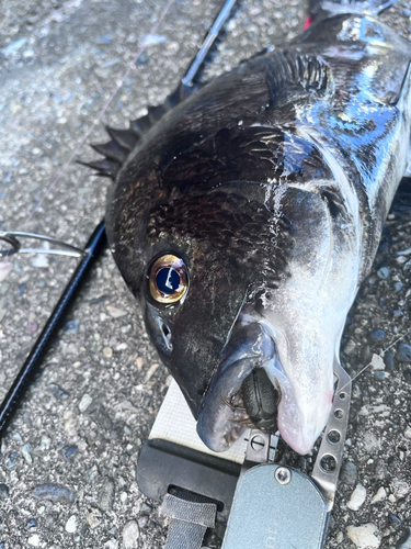 チヌの釣果