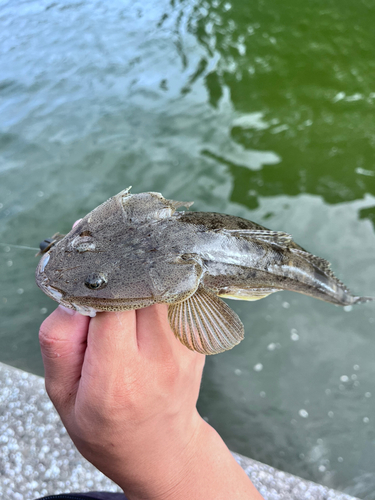 マゴチの釣果