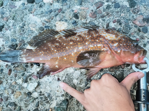 キジハタの釣果