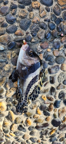 コショウダイの釣果