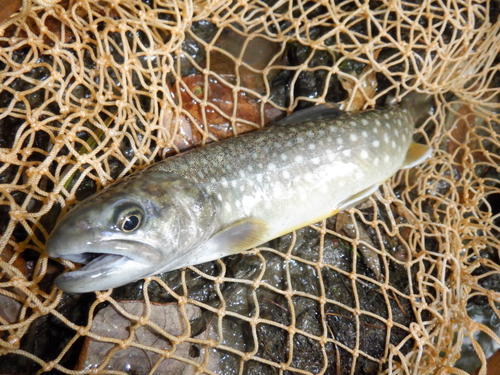 イワナの釣果