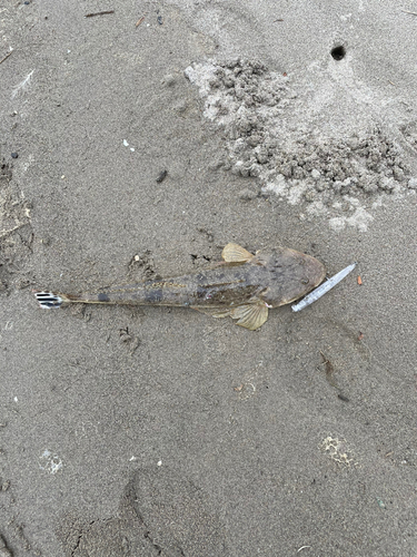 マゴチの釣果